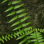 Asplenium longissimum Φύλλο