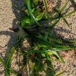 Posidonia oceanica Leaf