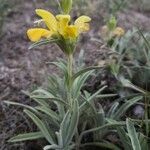 Phlomis lychnitisÇiçek