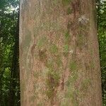 Ormosia melanocarpa Corteza