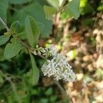 Ligustrum vulgare花