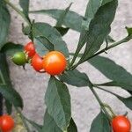 Solanum pseudocapsicum Плід