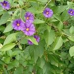 Lycianthes rantonnetii Libunga
