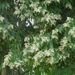 Miconia minutiflora Облик