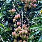 Litchi chinensis ഫലം