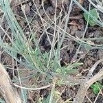 Lepidium latifolium Hoja