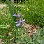 Salvia officinalisBlüte