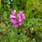 Pedicularis cenisia Flower