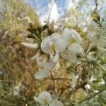 Myrospermum frutescens Flor