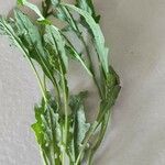 Diplotaxis tenuifolia Folha