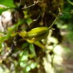 Angraecum obversifolium Vrucht