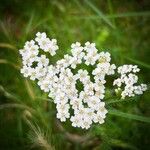 Achillea nobilisЦветок