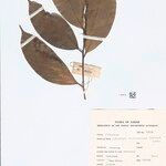 Lithocarpus encleisacarpus Other