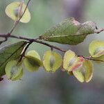 Combretum celastroides Frucht