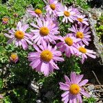 Chrysanthemum zawadzkii Fiore