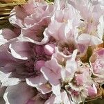 Armeria euscadiensis Λουλούδι