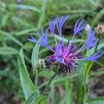 Centaurea lugdunensis Floro