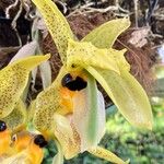 Stanhopea wardii 花