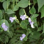 Strobilanthes saccata Yeri