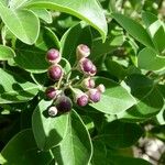 Vitex trifolia Ffrwyth