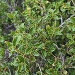 Quercus coccifera List