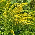 Solidago juncea Květ