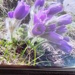 Pulsatilla halleriFloare