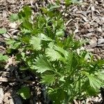 Pimpinella anisum Foglia