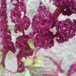 Amaranthus caudatus 花