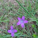 Campanula patulaÕis