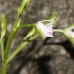 Talinum fruticosum Цветок