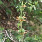 Leonotis nepetifolia Cvet