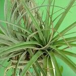 Tillandsia utriculata Fulla