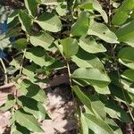 Cassia sieberiana Leaf