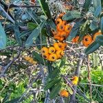 Pyracantha angustifolia Fruit