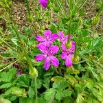 Erodium manescavi অভ্যাস