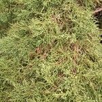 Juniperus horizontalisFuelha