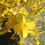 Forsythia suspensa Flower