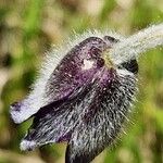 Pulsatilla montana Flower