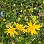 Arnica montanaFlower