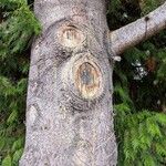 Pinus monticola Corteza