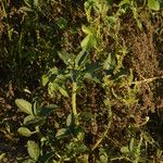 Caperonia castaneifolia Costuma