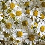 Tanacetum parthenium Flower