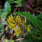 Palicourea lasiorrhachis Flower