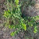 Coriaria myrtifolia Φύλλο