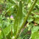 Crepis conyzifolia Folha