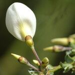 Cytisus multiflorus Květ