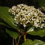 Viburnum venustum Hoja