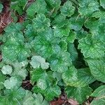 Tellima grandiflora Levél