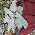 Senecio candidans Hostoa